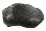 Fossil Whale Ear Bone - Miocene #95737-1